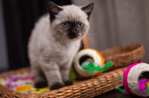 british siamese cat