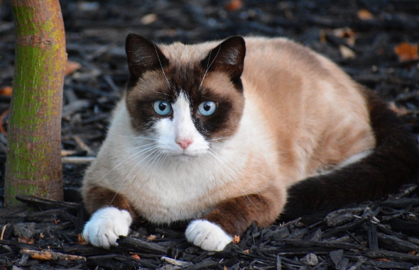 british shorthair cross siamese