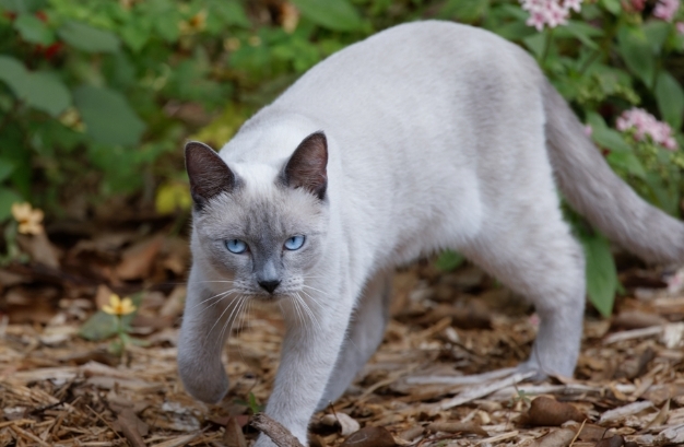 blue tip siamese kitten