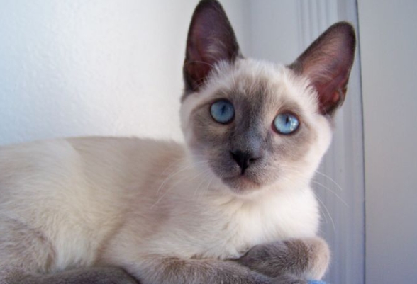 blue siamese kitten