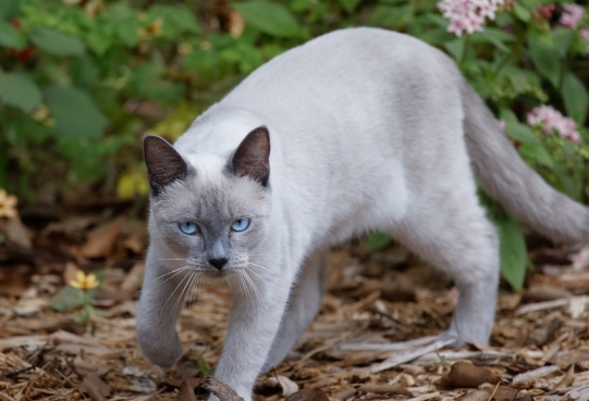 blue siamese