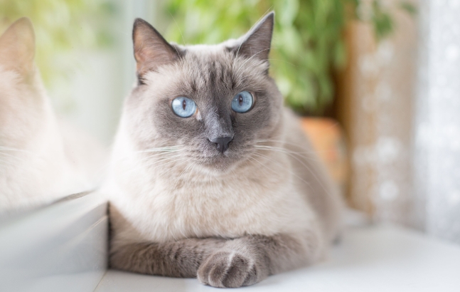 flame point siamese fluffy