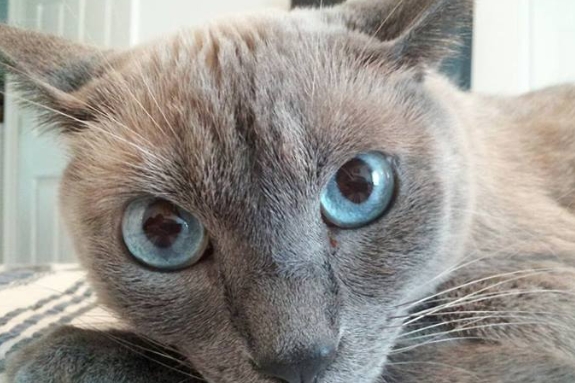 blue seal point siamese