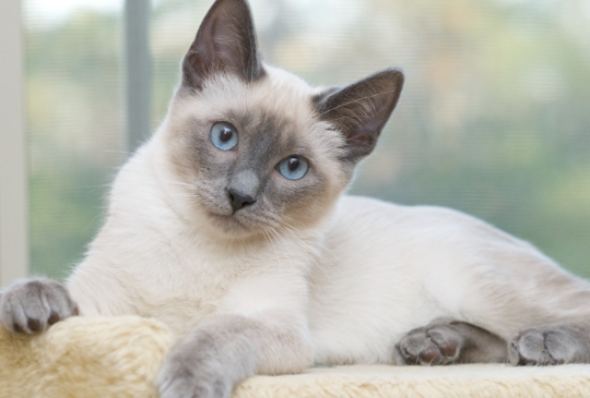 blue point siamese kittens near me