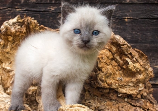 blue point siamese kitten