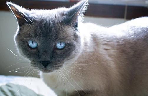 blue point oriental shorthair cat