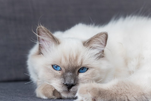 blue point cat breed