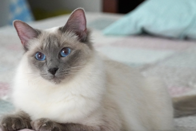 blue point balinese kitten