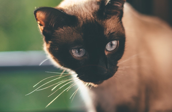 blue lynx siamese cat