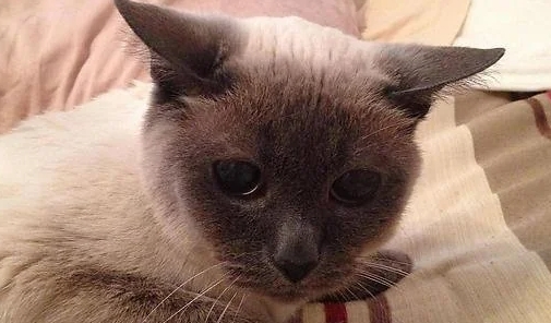 blind siamese cat