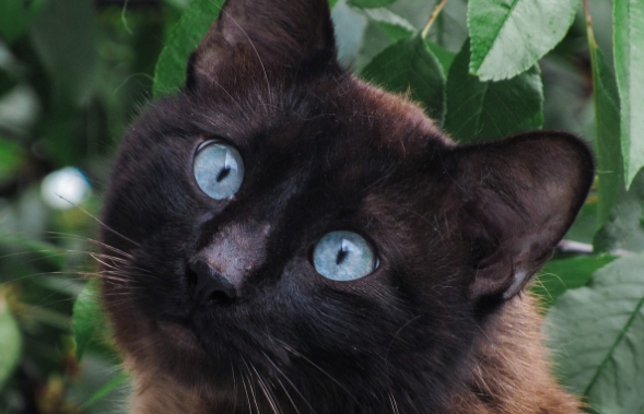 black siamese kitten