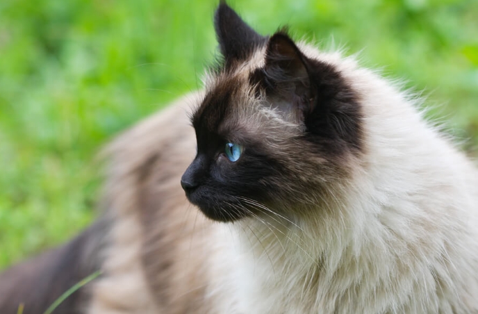 black persian siamese cat