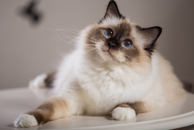 birman siamese