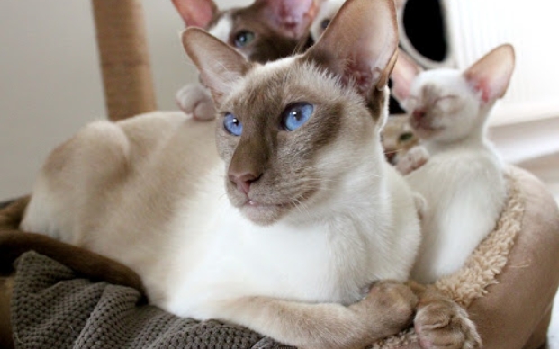 big bone siamese cat