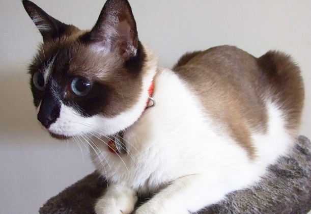 bicolor siamese