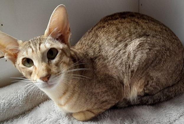 bellis siamese