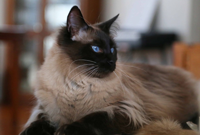 balinese siamese cat