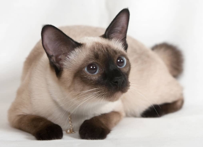 flame point siamese bobtail