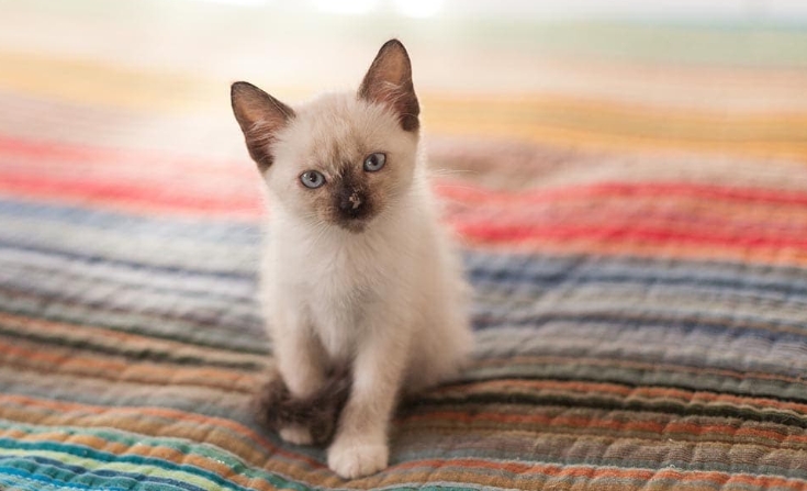 average price for siamese kitten