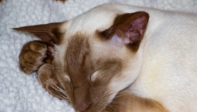 apricot siamese