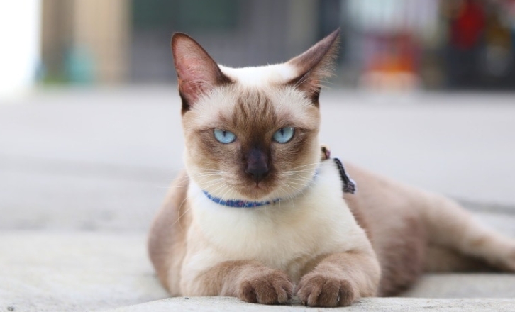 applehead siamese kitten