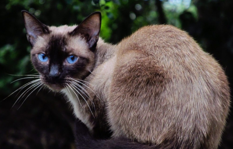 applehead chocolate point siamese