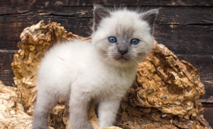 applehead balinese kittens for sale