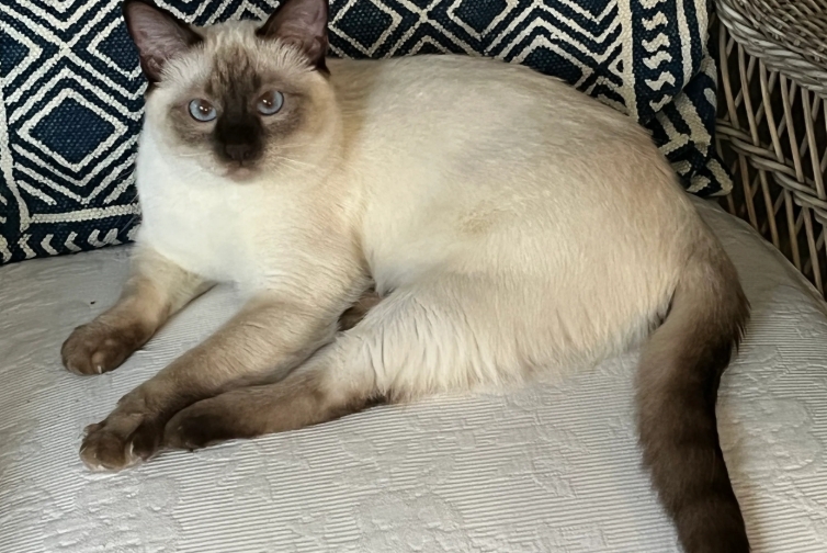 apple point siamese