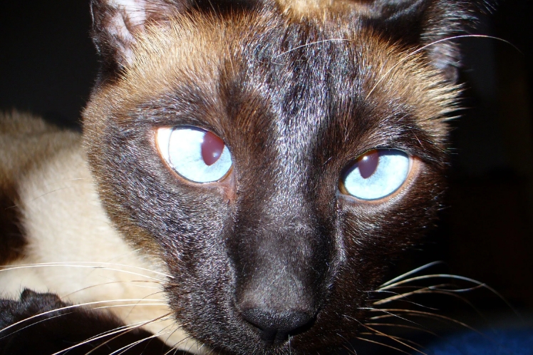 apple faced siamese