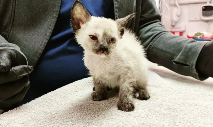 6 week old siamese kittens