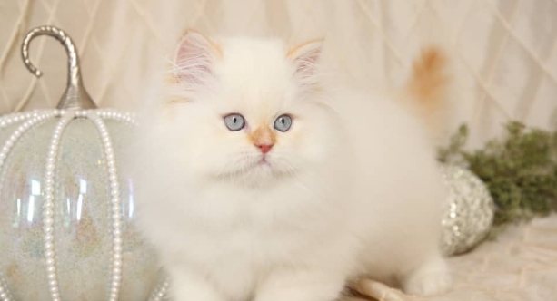 flame point kittens for sale near me