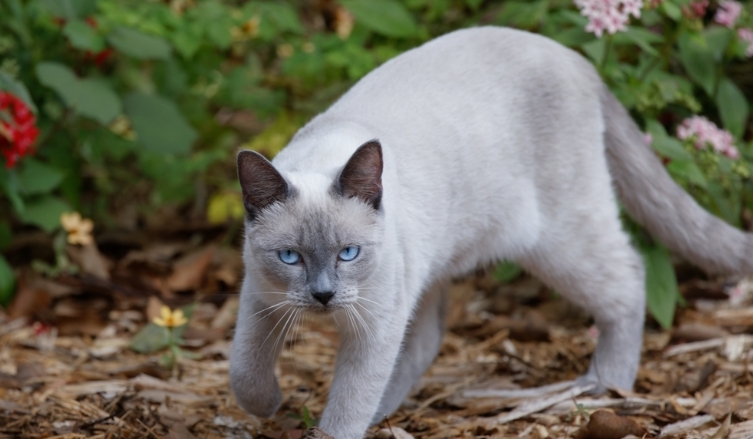 10 week old siamese kitten