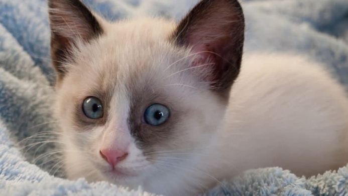 snowshoe kitten for sale