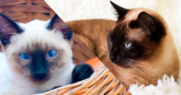 chocolate point siamese kittens for sale