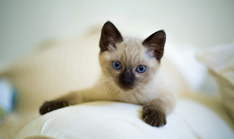 lynx point siamese kitten adoption