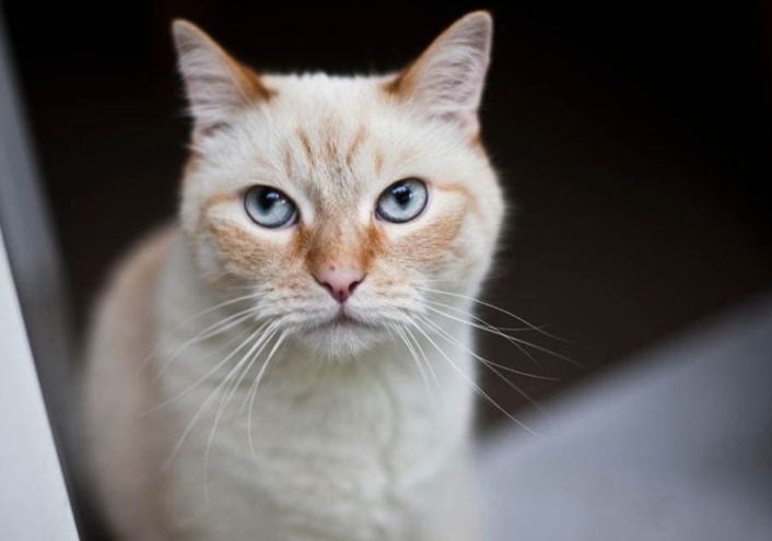 flame point siamese kittens