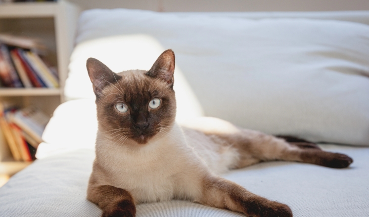 lilac point siamese kittens for sale