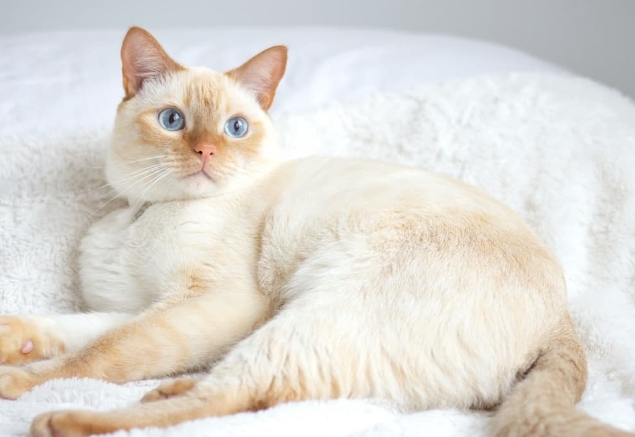 fire tip siamese cat