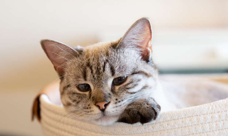 lynx point siamese kitten