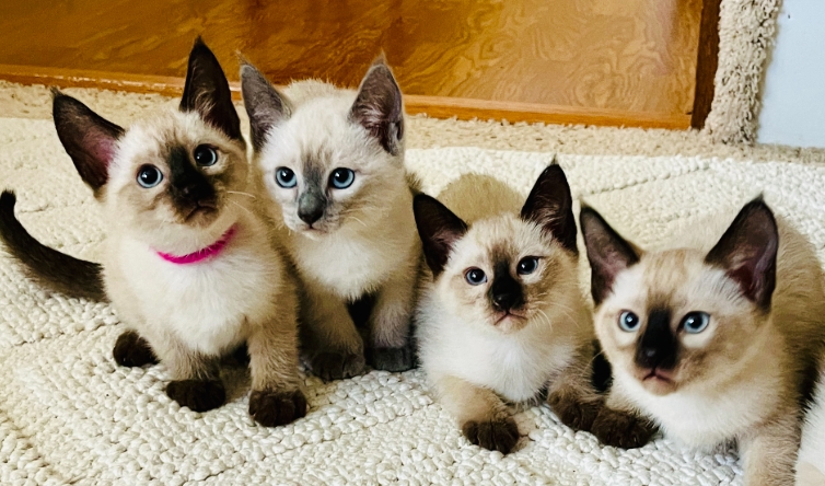 siamese breeder near me