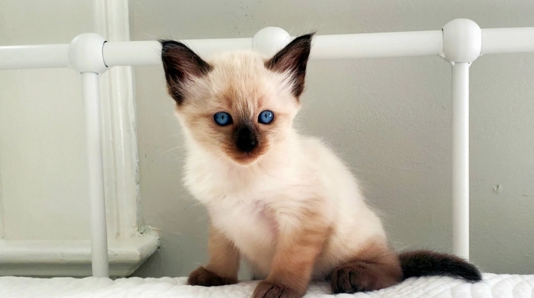 seal point siamese for sale