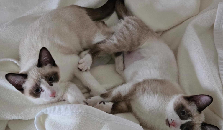 siamese rescue cats near me