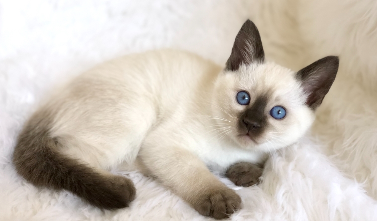 lynx point siamese for adoption