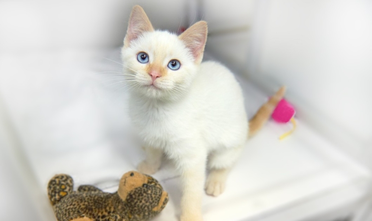 flame point siamese for adoption