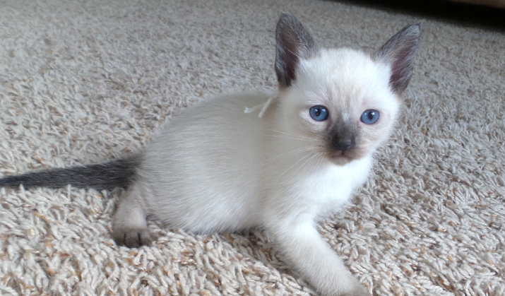 seal point siamese