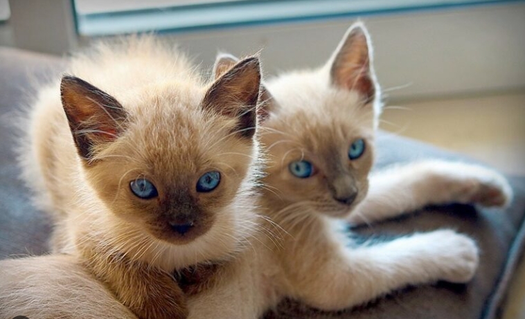 lynx point siamese kittens for sale