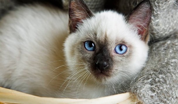 female siamese kitten