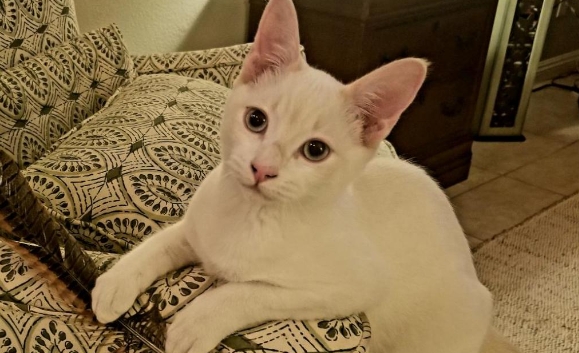 female flame point siamese