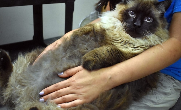 fat siamese