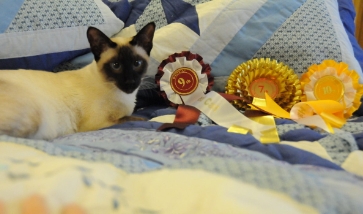 emrys siamese